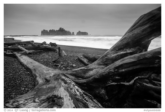 Driftwood and sea stacks in stormy weather, Rialto Beach. Olympic National Park (black and white)