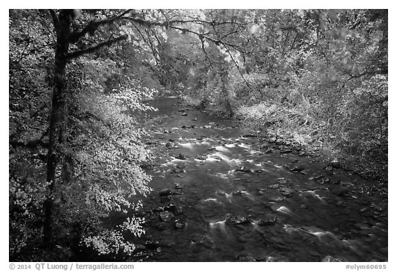 North Fork of Sol Duc River in autumn. Olympic National Park (black and white)