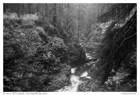 Gorge of Sol Duc River in autumn. Olympic National Park (black and white)