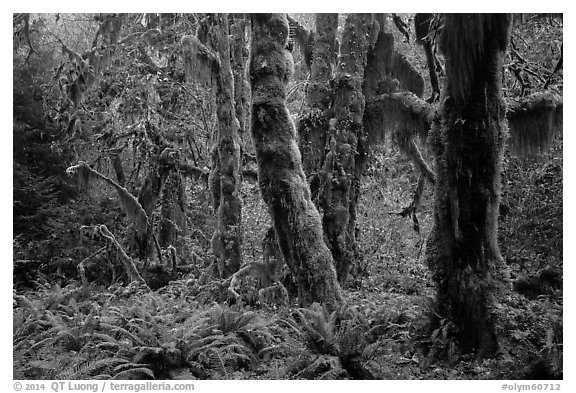 Maple grove in autumn, Hall of Mosses. Olympic National Park (black and white)