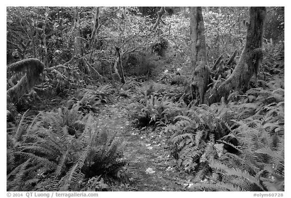 Trail in autumn Hoh Rain Forest. Olympic National Park (black and white)