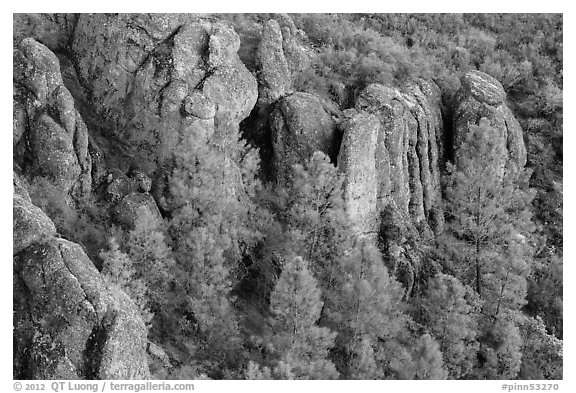Rhyolitic rocks amongst pine trees. Pinnacles National Park, California, USA.