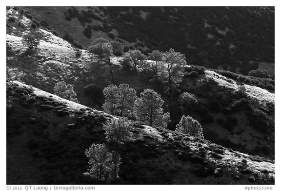 Trees on backlit ridges. Pinnacles National Park (black and white)
