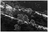Trees on backlit ridges. Pinnacles National Park, California, USA. (black and white)