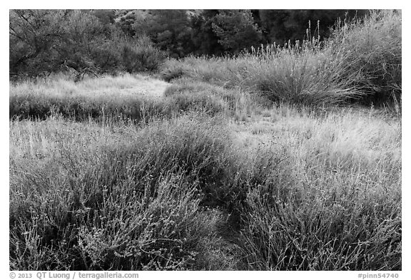 Winter frost on grasslands. Pinnacles National Park (black and white)