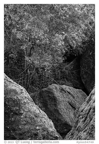 Toyon tree with red berries, Bear Gulch. Pinnacles National Park (black and white)