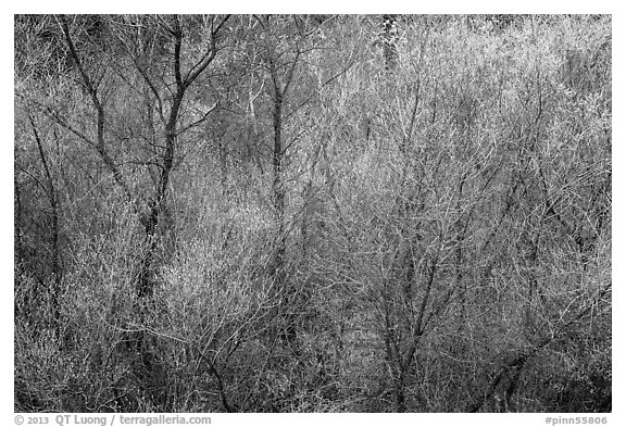 Bare branches and new leaves in spring. Pinnacles National Park (black and white)