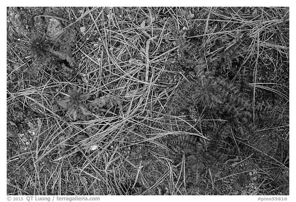 Ground close-up with pine needles and Indian Warriors. Pinnacles National Park (black and white)