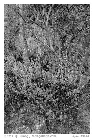 Orange flowers, trees, and cliff. Pinnacles National Park (black and white)