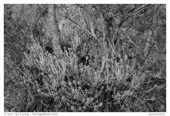 Orange flowers, branches, and cliff. Pinnacles National Park (black and white)