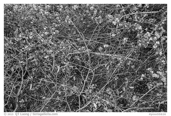 Dried autumn leaves and Manzanita spring blooms. Pinnacles National Park (black and white)