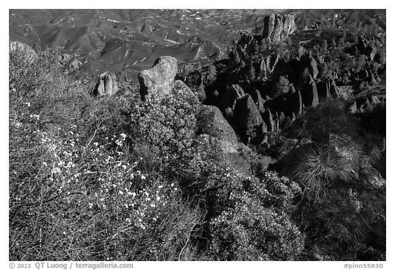 Blooms and pinnacles in spring. Pinnacles National Park (black and white)