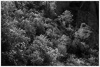 Slope with blooming shrubs in spring. Pinnacles National Park, California, USA. (black and white)