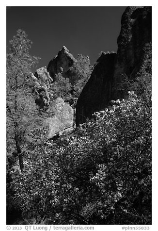Blooming manzanita and high peaks. Pinnacles National Park (black and white)