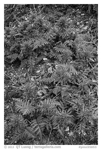 Patch of Indian Warriors (Pedicularis Dens floras). Pinnacles National Park (black and white)