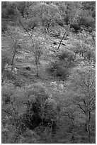 Hillside with newly leafed trees. Pinnacles National Park, California, USA. (black and white)