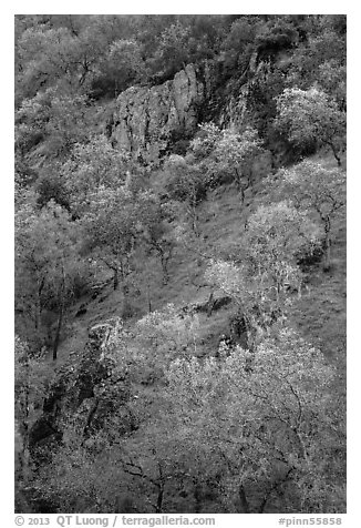 Hillside with trees and rocks in early spring. Pinnacles National Park (black and white)