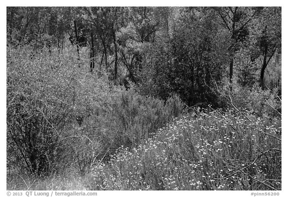 Wildflowers, shrubs, cottonwoods, in the spring. Pinnacles National Park (black and white)