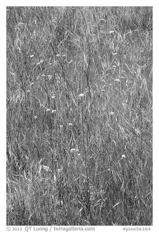 Flowers and grasses. Pinnacles National Park (black and white)
