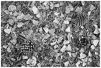 Ground view in autumn with pine cones and fallen cottonwood leaves. Pinnacles National Park ( black and white)