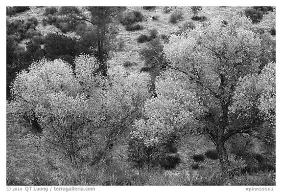 Cottonwoods in autumn at the bases of hill. Pinnacles National Park (black and white)