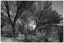 Group of cottonwoods trees in autumn. Pinnacles National Park ( black and white)