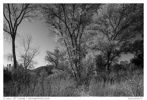 Autumn landscape with brighly colored trees. Pinnacles National Park (black and white)