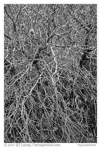 Close-up of Buckeye bare branches in autumn. Pinnacles National Park (black and white)