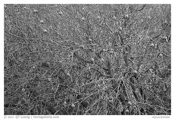 Buckeye branches and nuts in autumn. Pinnacles National Park (black and white)