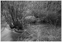 Chalone Creek flowing through reeds. Pinnacles National Park ( black and white)