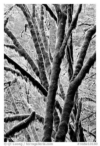 Moss-covered branches. Redwood National Park (black and white)