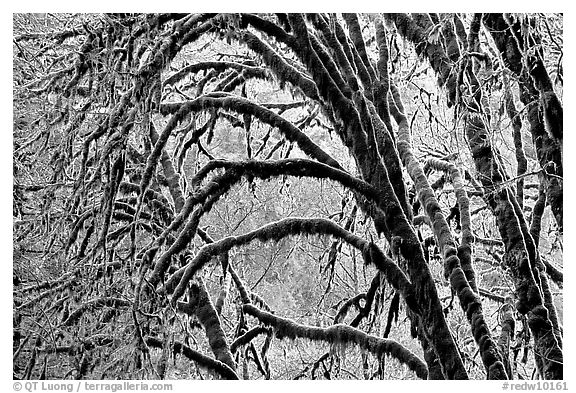 Moss-covered arching tree. Redwood National Park (black and white)
