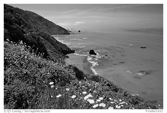 Wildflowers and Enderts Beach. Redwood National Park, California, USA.