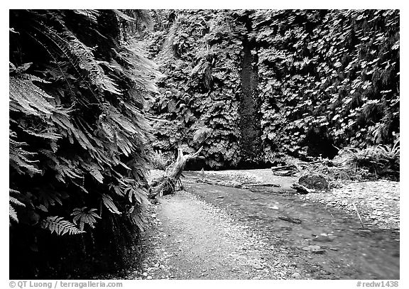 Fern Canyon with Fern-covered walls, Prairie Creek Redwoods State Park. Redwood National Park (black and white)