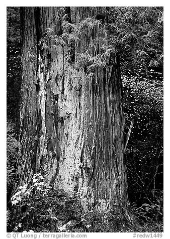 Redwood trunk (scientific name: sequoia sempervirens). Redwood National Park, California, USA.
