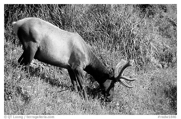 Roosevelt Elk,  Prairie Creek Redwoods State Park. Redwood National Park (black and white)