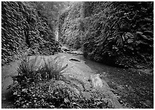 Stream and walls covered with ferns, Fern Canyon. Redwood National Park, California, USA. (black and white)