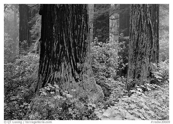 Redwood (scientific name: sequoia sempervirens) trunks in fog. Redwood National Park, California, USA.