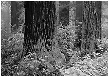 Redwood (scientific name: sequoia sempervirens) trunks in fog. Redwood National Park, California, USA. (black and white)