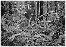 Ferms and trees in  spring, Del Norte. Redwood National Park, California, USA. (black and white)