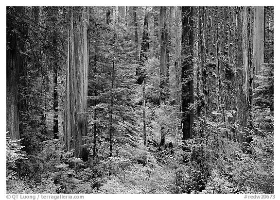 Old-growth redwood forest, Howland Hill, Jedediah Smith Redwoods State Park. Redwood National Park (black and white)