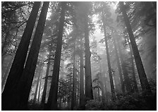 Tall redwood trees in fog, Lady Bird Johnson grove. Redwood National Park ( black and white)