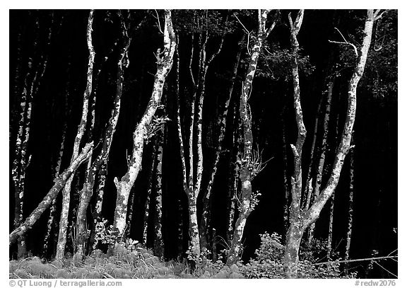 Light Trees near Fern Canyon, Prairie Creek Redwoods State Park. Redwood National Park (black and white)