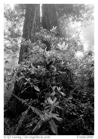 Rododendrons at base of twin redwood trees, Del Norte Redwoods State Park. Redwood National Park (black and white)