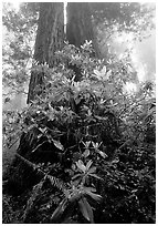 Rododendrons at  base of twin redwood trees, Del Norte. Redwood National Park, California, USA. (black and white)
