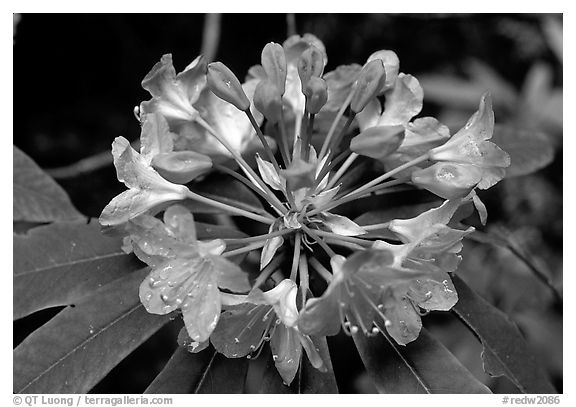 Rhodoendron flower close-up. Redwood National Park (black and white)