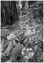 Rhodoendron flowers after  rain, Del Norte. Redwood National Park, California, USA. (black and white)
