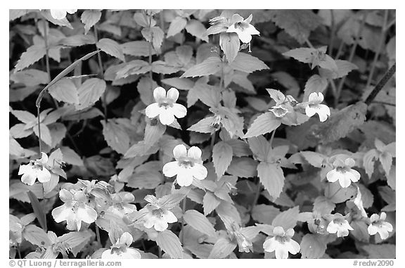 Close-up of yellow wildflowers. Redwood National Park (black and white)