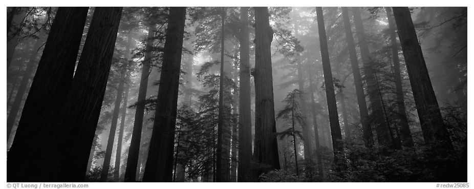 Tall forest in mist. Redwood National Park (black and white)