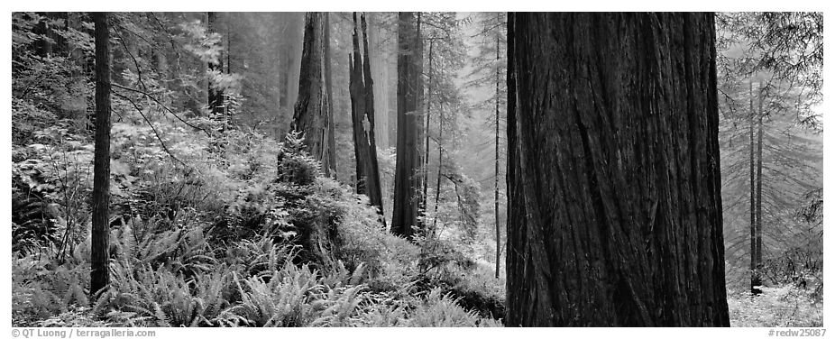 Misty forest and ferns. Redwood National Park (black and white)